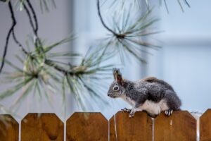 squirrel, rodent, fence